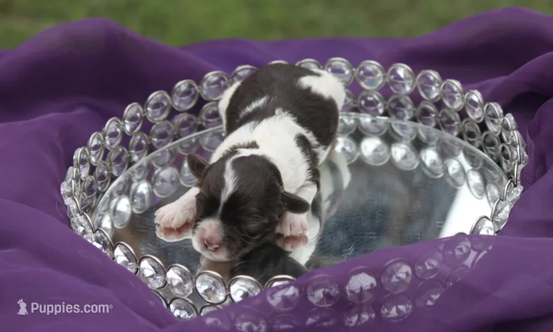 Hula – Cockapoo puppy for sale in Canton, TX