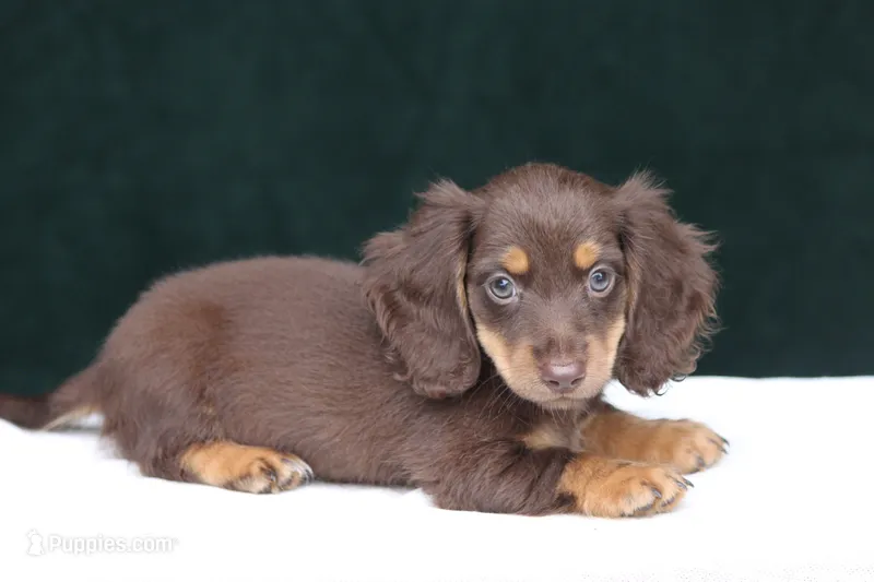 Triumph  – Miniature Dachshund puppy for sale in Canton, TX