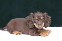 Triumph , a female Miniature Dachshund for sale in Canton, TX – 4 of 8