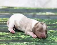 Jett, a male Miniature Dachshund for sale in Canton, TX – 4 of 6
