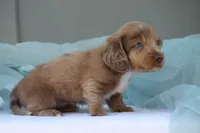 Journee, a female Miniature Dachshund for sale in Canton, TX – 6 of 8