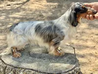Sampson, a male Miniature Dachshund for sale in Canton, TX – 9 of 9