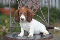 Jorey , a female Miniature Dachshund for sale in Canton, TX – 4 of 10