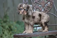 Chaz, a male Cocker Spaniel for sale in Canton, TX – 5 of 9