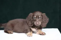 Tesla, a female Miniature Dachshund for sale in Canton, TX – 5 of 9