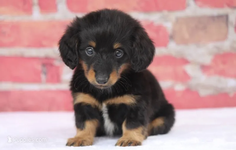 Nata – Miniature Dachshund puppy for sale in Canton, TX