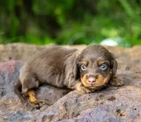 Tandy, a female Miniature Dachshund for sale in Canton, TX – 3 of 3