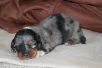 Zero, a male Miniature Dachshund for sale in Canton, TX – 1 of 7