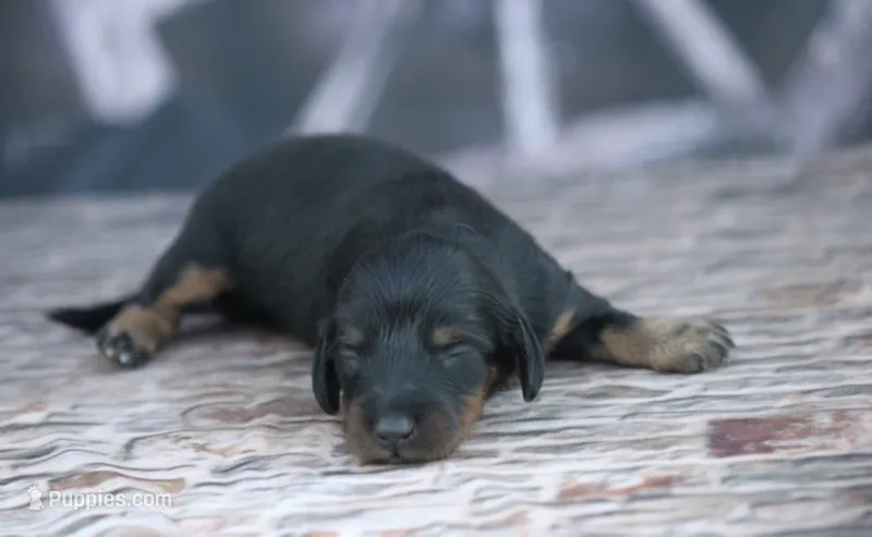 Nata – Miniature Dachshund puppy for sale in Canton, TX