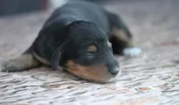 Nova, a female Miniature Dachshund for sale in Canton, TX – 1 of 3