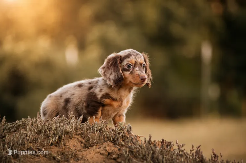 Bravo – Miniature Dachshund puppy for sale in Canton, TX