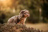 Bravo, a male Miniature Dachshund for sale in Canton, TX – 1 of 9