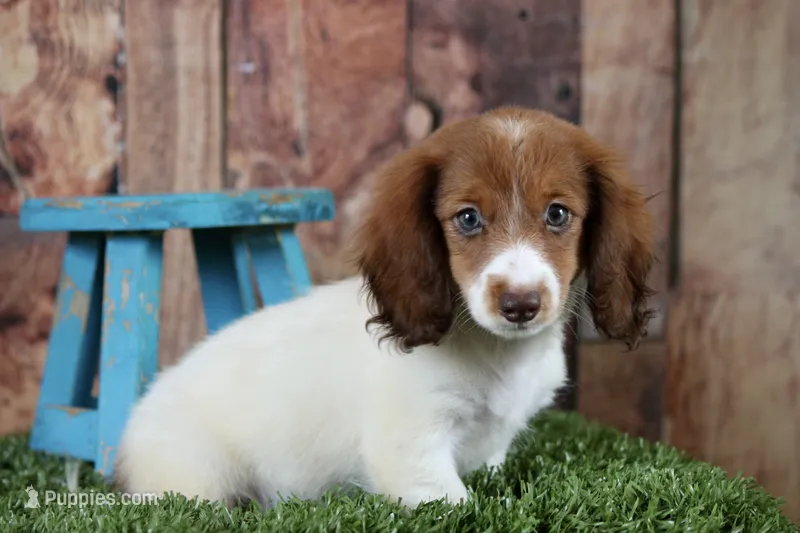 Jorey  – Miniature Dachshund puppy for sale in Canton, TX
