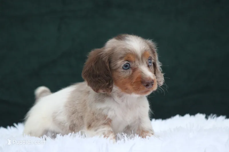 Jett – Miniature Dachshund puppy for sale in Canton, TX