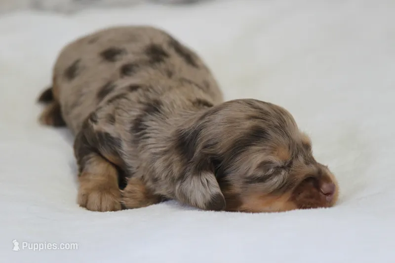 Bravo – Miniature Dachshund puppy for sale in Canton, TX