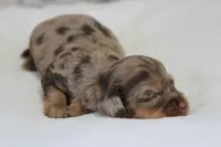 Bravo, a male Miniature Dachshund for sale in Canton, TX – 1 of 7