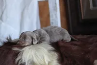 Lorenzo , a male Miniature Dachshund for sale in Canton, TX – 3 of 6