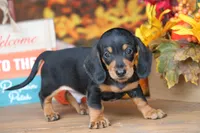 Gander, a male Miniature Dachshund for sale in Canton, TX – 1 of 4