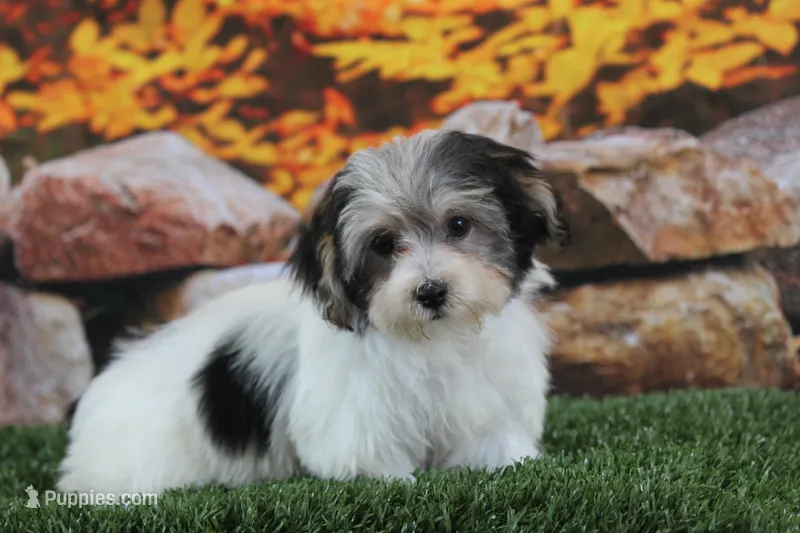 Flint – Havanese puppy for sale in Canton, TX