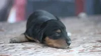 Nova, a female Miniature Dachshund for sale in Canton, TX – 2 of 3