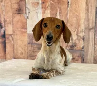 Gus, a male Miniature Dachshund for sale in Canton, TX – 7 of 7