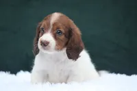Jorey , a female Miniature Dachshund for sale in Canton, TX – 1 of 9
