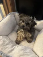 Puffy, a male Yorkipoo for sale in Norwood, MO – Photo 2 of 6