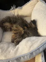 Puffy, a male Yorkipoo for sale in Norwood, MO – Photo 5 of 6