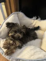 Puffy, a male Yorkipoo for sale in Norwood, MO – Photo 4 of 6