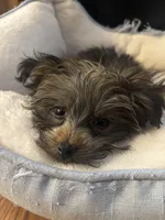 Puffy, a male Yorkipoo for sale in Norwood, MO – Photo 6 of 6