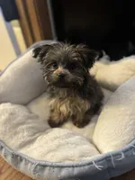 Puffy, a male Yorkipoo for sale in Norwood, MO – Photo 1 of 6