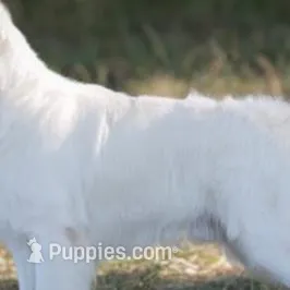 Bella, a female Golden Retriever for sale in Lockport, NY – Photo 5 of 5