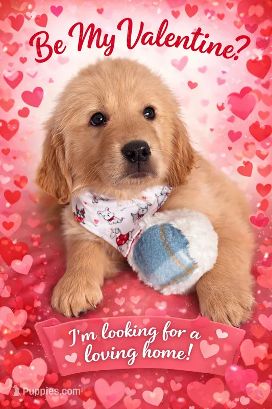 Bella, a female Golden Retriever for sale in Lockport, NY – Photo 1 of 5