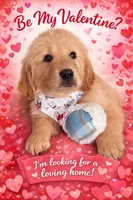 Bella, a female Golden Retriever for sale in Lockport, NY – Photo 1 of 5