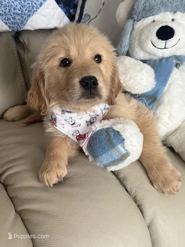 Charlie – Golden Retriever puppy for sale in Lockport, NY