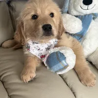 Charlie, a male Golden Retriever for sale in Lockport, NY – Photo 1 of 4