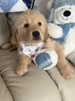 Bella, a female Golden Retriever for sale in Lockport, NY – Photo 2 of 5