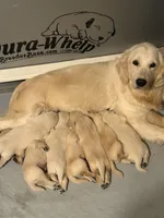 Bella, a female Golden Retriever for sale in Lockport, NY – Photo 3 of 5