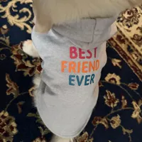 Charlie, a male Golden Retriever for sale in Lockport, NY – Photo 3 of 4