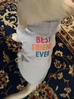 Bella, a female Golden Retriever for sale in Lockport, NY – Photo 4 of 5