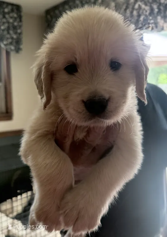 Boy 2 – Golden Retriever puppy for sale in Lockport, NY