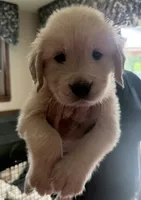 Boy 2, a male Golden Retriever for sale in Lockport, NY – 1 of 7