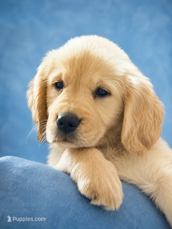 Boy 2 – Golden Retriever puppy for sale in Lockport, NY