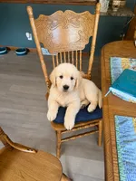 Boy 2, a male Golden Retriever for sale in Lockport, NY – 2 of 7