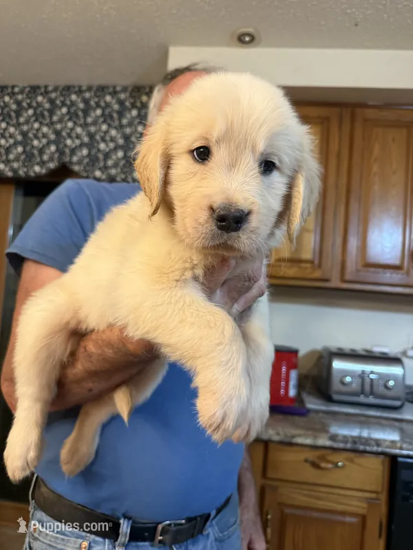 Boy  – Golden Retriever puppy for sale in Lockport, NY