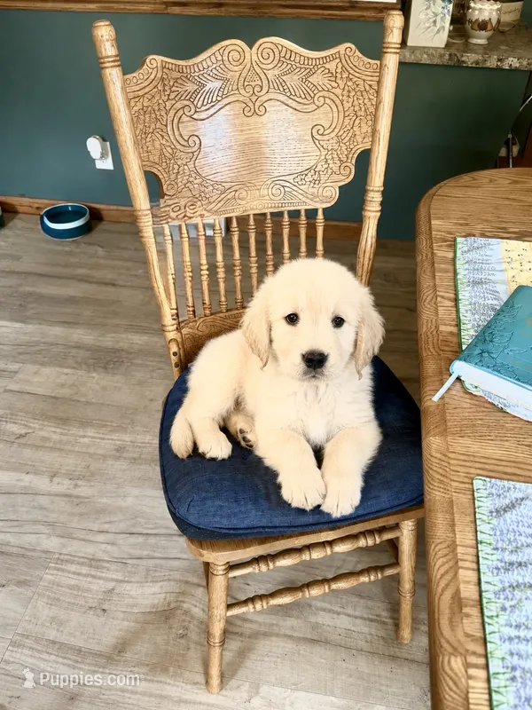 Female 2 – Golden Retriever puppy for sale in Lockport, NY