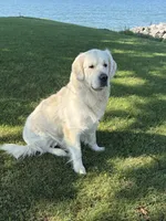 Boy 2, a male Golden Retriever for sale in Lockport, NY – 3 of 7