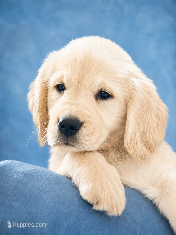 Boy 2 – Golden Retriever puppy for sale in Lockport, NY