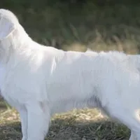 Bodie, a male Golden Retriever for sale in Lockport, NY – Photo 6 of 6