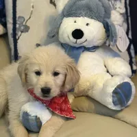 Bodie, a male Golden Retriever for sale in Lockport, NY – Photo 3 of 6